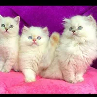 بچه گربه های اشرافی در تهران