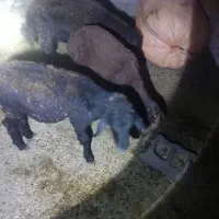 ۳عدد بره|حیوانات مزرعه|گنبد کاووس, |دیوار