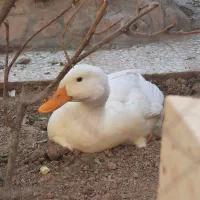 یک جفت اردک نر و اردک ماده تخم‌گذار