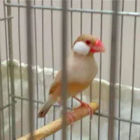 فنچ نرگسی نره مولد