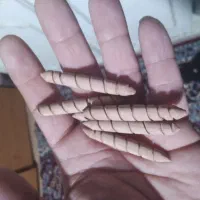 مهره اصلی