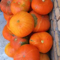 کدو قرمز