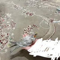 جوجه سرلاکی عروس هلندی آهویی|پرنده|مشهد, کاظم آباد پنجشنبه|دیوار