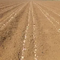 سرکارگر هستم هرکی کارکشاوزی داشت تماس بگیره|خدمات باغبانی و درختکاری|پارس‌آباد, |دیوار