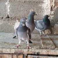 کبوتر نامه بر