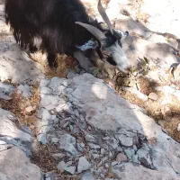 بز معاوضه بامیش|حیوانات مزرعه|ایذه, |دیوار