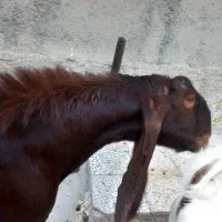 کاموری|حیوانات مزرعه|بندر کنگان, |دیوار