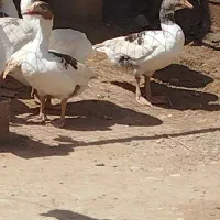 غاز|حیوانات مزرعه|سوسنگرد, |دیوار