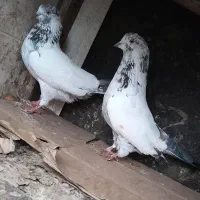 کبوتر پرشی بهشرط|پرنده|رشت, حومه رشت|دیوار