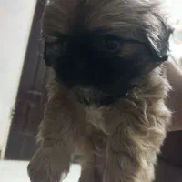 فروش سگ|سگ|اصفهان, بهرامآباد|دیوار