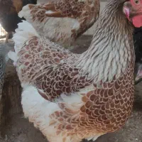 تخم نطفه دار  ویاندوت  گلین  برهما|حیوانات مزرعه|سبزوار, صالح آباد|دیوار