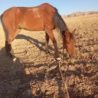 سلام اسب مادیان اروم