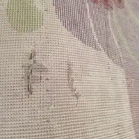 گلیم فرش|گلیم، جاجیم، گبه|محمدیه-قزوین, |دیوار