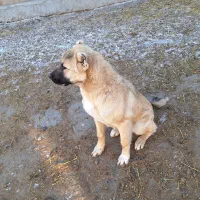 واگذاری توله ۵ماهه