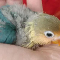 جوجه برزیلی|پرنده|ری, ملک‌آباد|دیوار