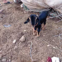 کهره شیری ترکی اصل