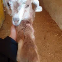 فروش-دامداری-3600متر-زینل-سنتو-of-یک-سوم-فی