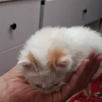 گربه