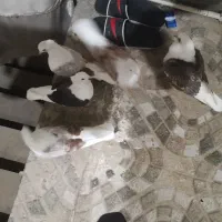 کبوتر|پرنده|خرمآباد, |دیوار