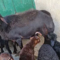 دوتا قوچ قزل افشار|حیوانات مزرعه|تیکمه داش, |دیوار