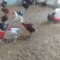 فروش خروس