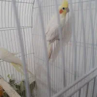 عروس هلندی لوتینو تخم و جوجه رسون|پرنده|بیرجند, |دیوار