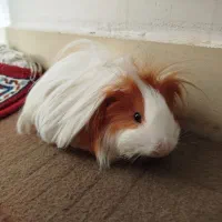 خوکچه هندی فشن|موش و خرگوش|تهران, استخر|دیوار