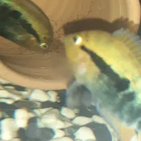 ماهی آکواریوم براش افرا مولد جفت