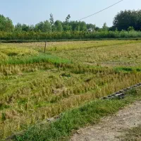 رهن خانه ویلایی|اجارهٔ خانه و ویلا|تولم شهر, |دیوار