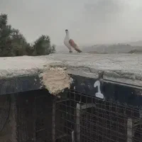 کبوتر بوم|پرنده|شاندیز, |دیوار