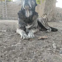 نونه سگ سیاه