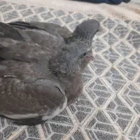 یه جفت جوجه کفترباغی