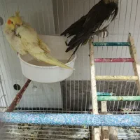 یه چفت عروس هلندی، فقط معاوضه با مینا دستی