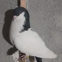 کبوتر لچگی نر|پرنده|کرمانشاه, |دیوار