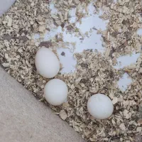 عروس هلندی دوکت با قفس|پرنده|دهلران, |دیوار