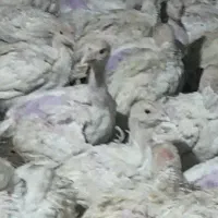 جوجه بوغلمون گوشتی|حیوانات مزرعه|تربت جام, والفجر|دیوار