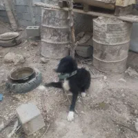 سگ خبر کن جوان|سگ|خمینی‌شهر, |دیوار