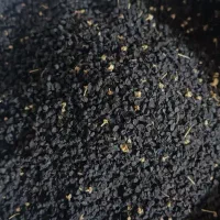 تخمپیاز زرد|گل و گیاه طبیعی|سراوان, |دیوار