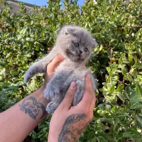 اسکاتیش فولد|گربه|نیشابور, پاستور|دیوار