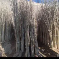 فروش نهال صنوبر|خدمات باغبانی و درختکاری|کوهنجان, |دیوار