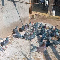 سی تا نرو ماده مسافتی.چاپی .اردن ونروی .جرسقان