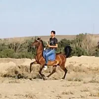 اسب نریون