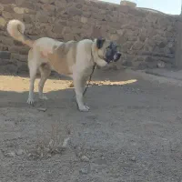 سرابی 6ماهه|سگ|تهران, لاله زار|دیوار