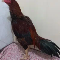 ت خ م اصیل|خوردنی و آشامیدنی|زابل, |دیوار
