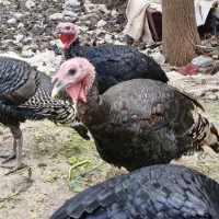 13عدد بوقلمون فروشی|حیوانات مزرعه|ورامین, ورامین|دیوار