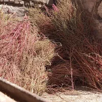 جارو شیرازی