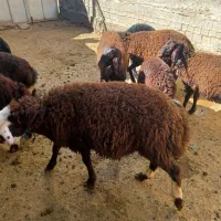 بره قوچ|حیوانات مزرعه|قره چای, |دیوار