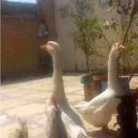 قو غاز شش ماهه|حیوانات مزرعه|شیراز, تندگویان|دیوار