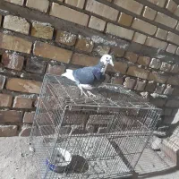 سه عدد جوجه درجه یک