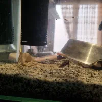 فروش  ماهی گوپی و دمشمشیری|ماهی|تهران, خلیج فارس|دیوار